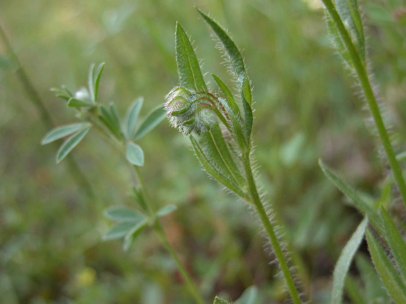 Rock-Rose, Spotted leaf